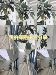 -HEYAN荷妍专业脱毛连锁机构