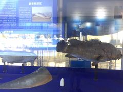 -上海海洋大学鱼文化博物馆(军工路校区)