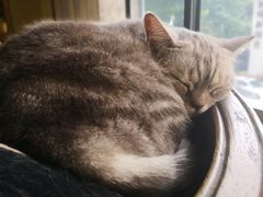 -more than meow吴止猫主题餐厅(承德 中船汇店)