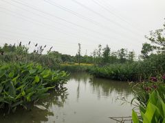 -上海长兴岛郊野公园