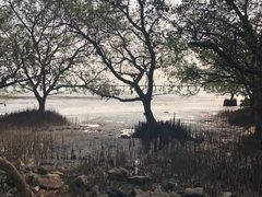 -宝安西湾红树林湿地公园