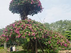 -南宁南湖公园