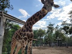 -清迈夜间动物园