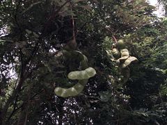 -三亚亚龙湾人间天堂鸟巢度假村