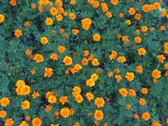 -吴淞炮台湾湿地森林公园烧烤区