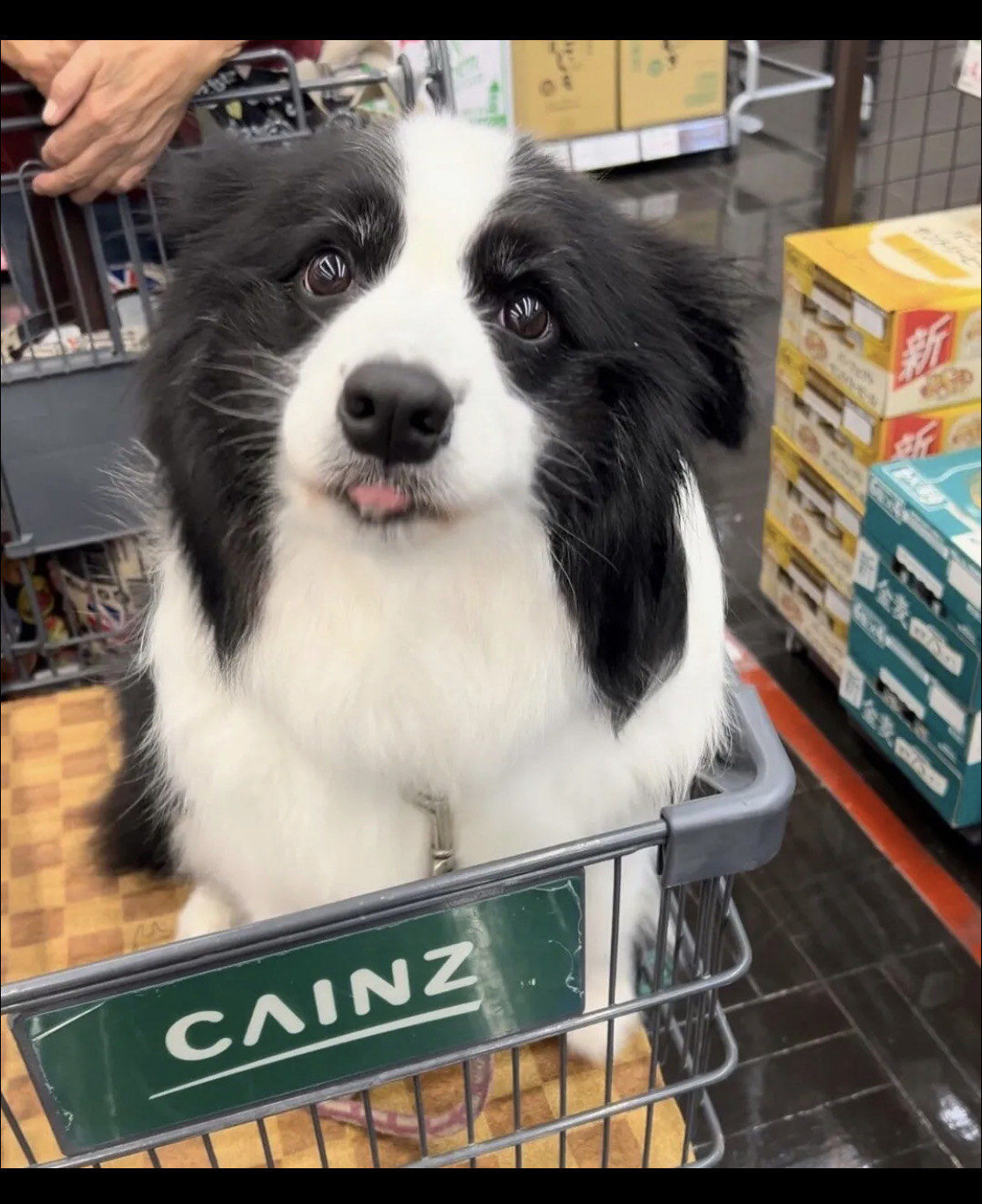 乌溜溜大眼睛的边牧