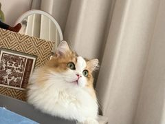 -Bastet sally猫舍购宠(静安店)