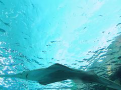 -瑞普利水族馆