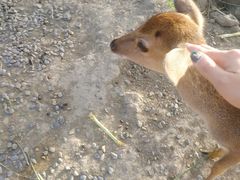 -鹿境梅花鹿生态园区