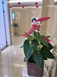-泉州欧菲医疗美容