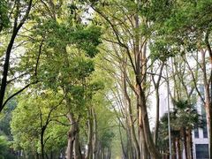 -武汉大学-樱园
