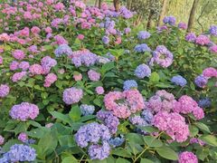 -西湖风景区-江洋畈生态公园