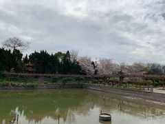 -嘉定紫藤园