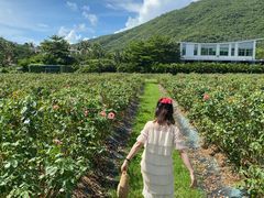 -亚龙湾国际玫瑰谷