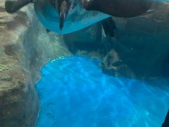 -海合安武汉极地海洋公园