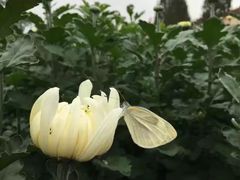 -三圣花乡旅游区