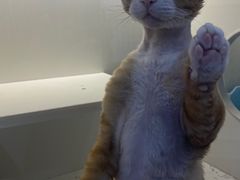 -小猫来了·猫舍(红山六九七九店)
