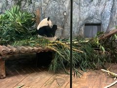 -深圳野生动物园