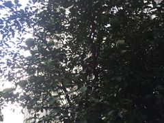 -新湖明珠城