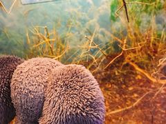 -上海大自然野生昆虫馆(东方明珠·爬宠昆虫探索中心)