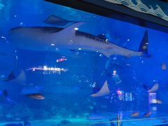 -烟台海昌鲸鲨海洋公园