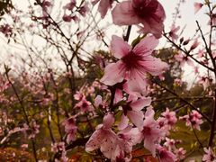 -桃花岛景观公园