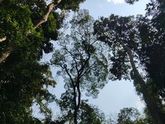 -西双版纳原始森林公园