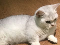 -柯斗斗主题餐厅·狗咖·围炉煮茶·茶饮(国瑞升平里店)