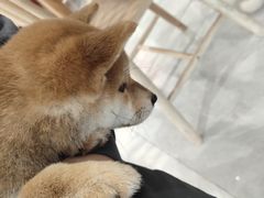 -柴犬小屋·柴餐厅·狗咖食堂(金鼎广场店)