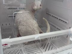 -北京观赏动物医院·24小时大型综合·猫专科·异宠专科