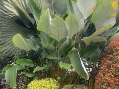 -西双版纳傣族园-曼春满佛寺