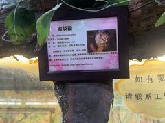 -上海大自然野生昆虫馆(东方明珠·爬宠昆虫探索中心)