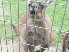 -费瑟代尔野生动物园