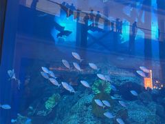 -迪拜水族馆及水下动物园