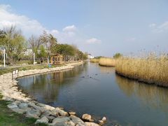 -洱海月湿地公园