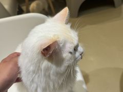 -藏猫猫咖啡主题馆(中央大道店)