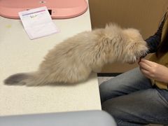 -瑞派康怡24h宠物医院·犬猫医疗中心·微创绝育(瑞景分院)