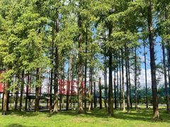 -黄海国家森林公园