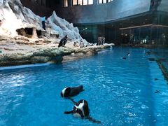 -帝企鹅自助餐厅•儿童岛•真企鹅(长隆企鹅酒店)