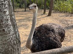 -大连森林动物园