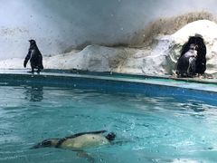 -北戴河圣蓝海洋公园