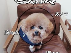-佐罗家宠物馆·猫文化馆(紫霞路店)