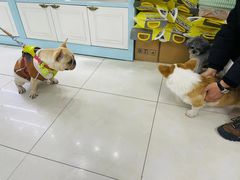 -翊宠yipet猫狗购宠庄园犬舍•猫舍