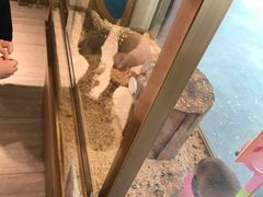 -悠尼宠物·独立低压伊珊娜洗护·美容·寄养(兰谷路店)
