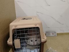 -伟伟宠物医院·CT影像中心·瑞派犬猫综合性门诊(汉口总院)
