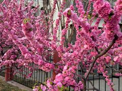 -比格比萨自助(万柳华联店)