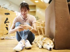 -柴务处·柴犬主题狗咖