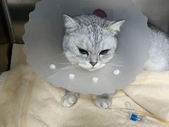 -美联众合动物医院·24h京西诊疗中心