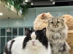 -安格丽娜·狗咖·猫咖羊驼咖(春熙路百盛商场店)