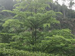 -火炉山森林公园